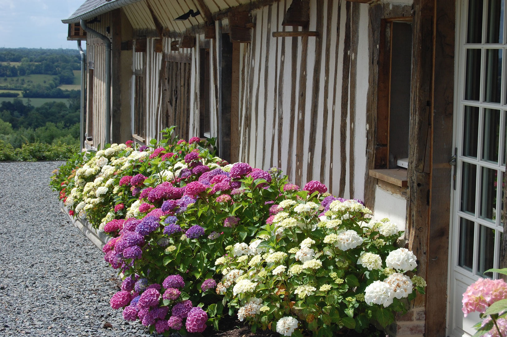 La Grange, hortensias, Calvados, Normandie